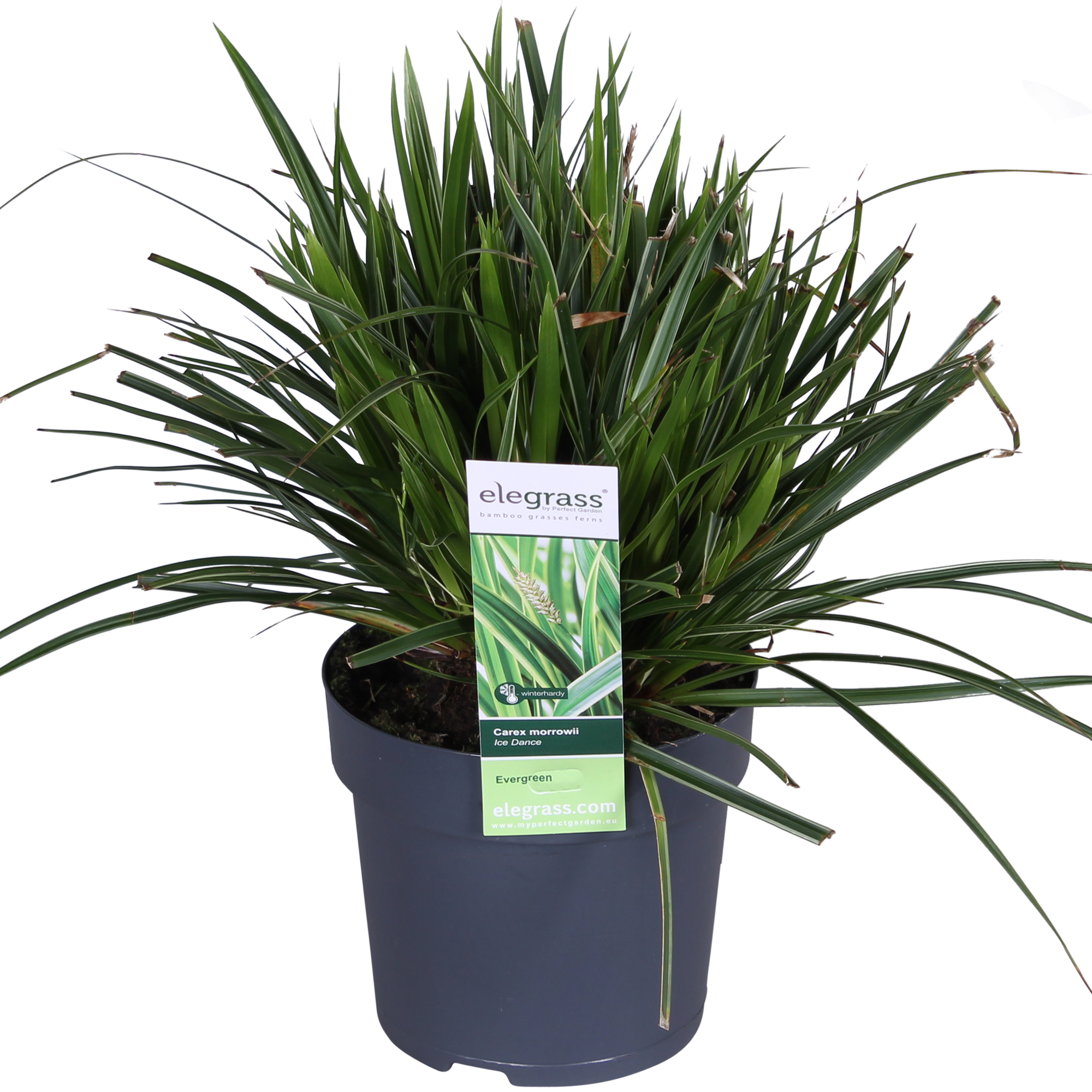 3x - Carex morrowii 'Ice Dance' - ↨30cm - Ø14