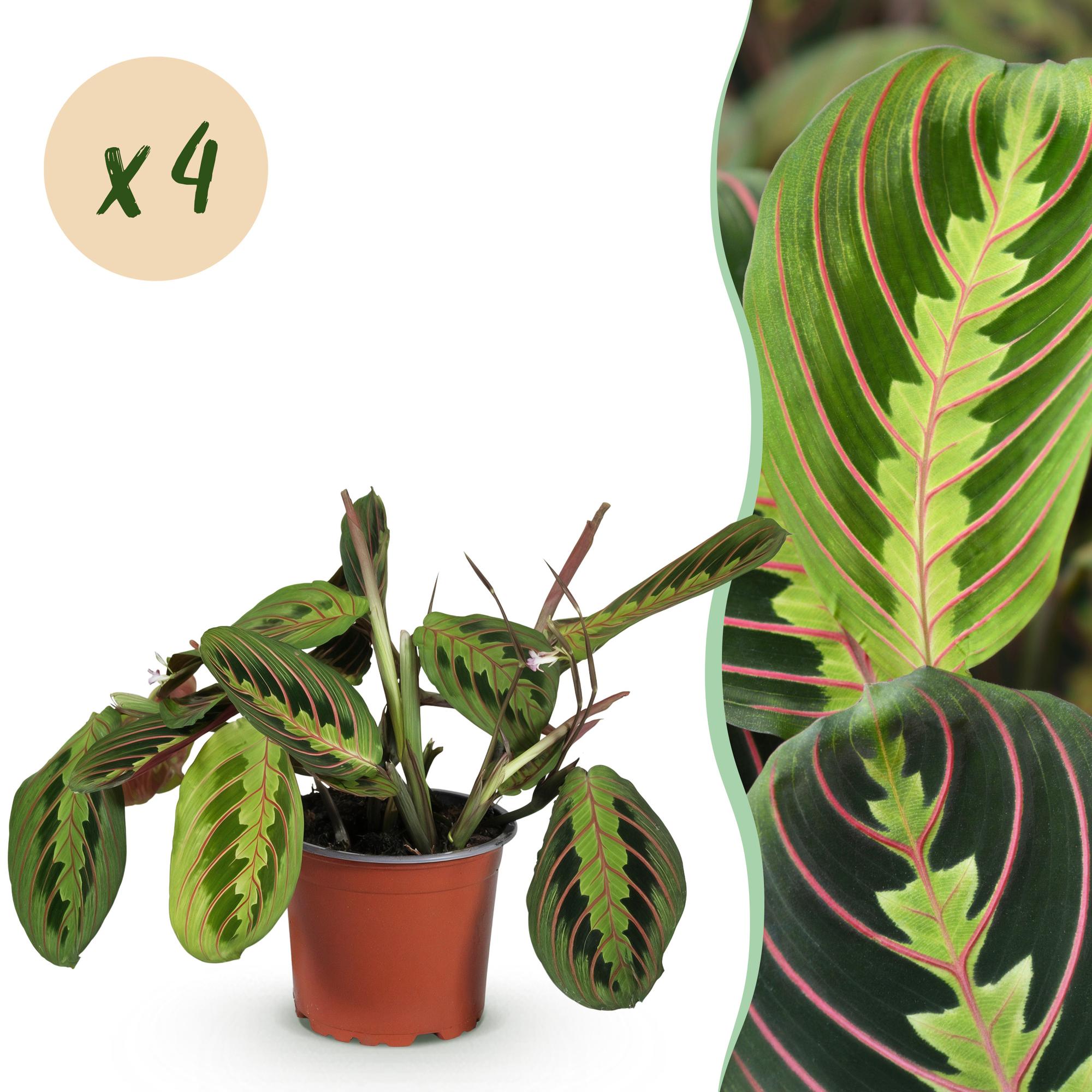 Green boutiQ - Kamerplant - Maranta Fascinator Tricolour - Gebedsplant - Huisdiervriendelijk - Groen - 4 Planten - Pot 12cm - Hoogte 30-35cm