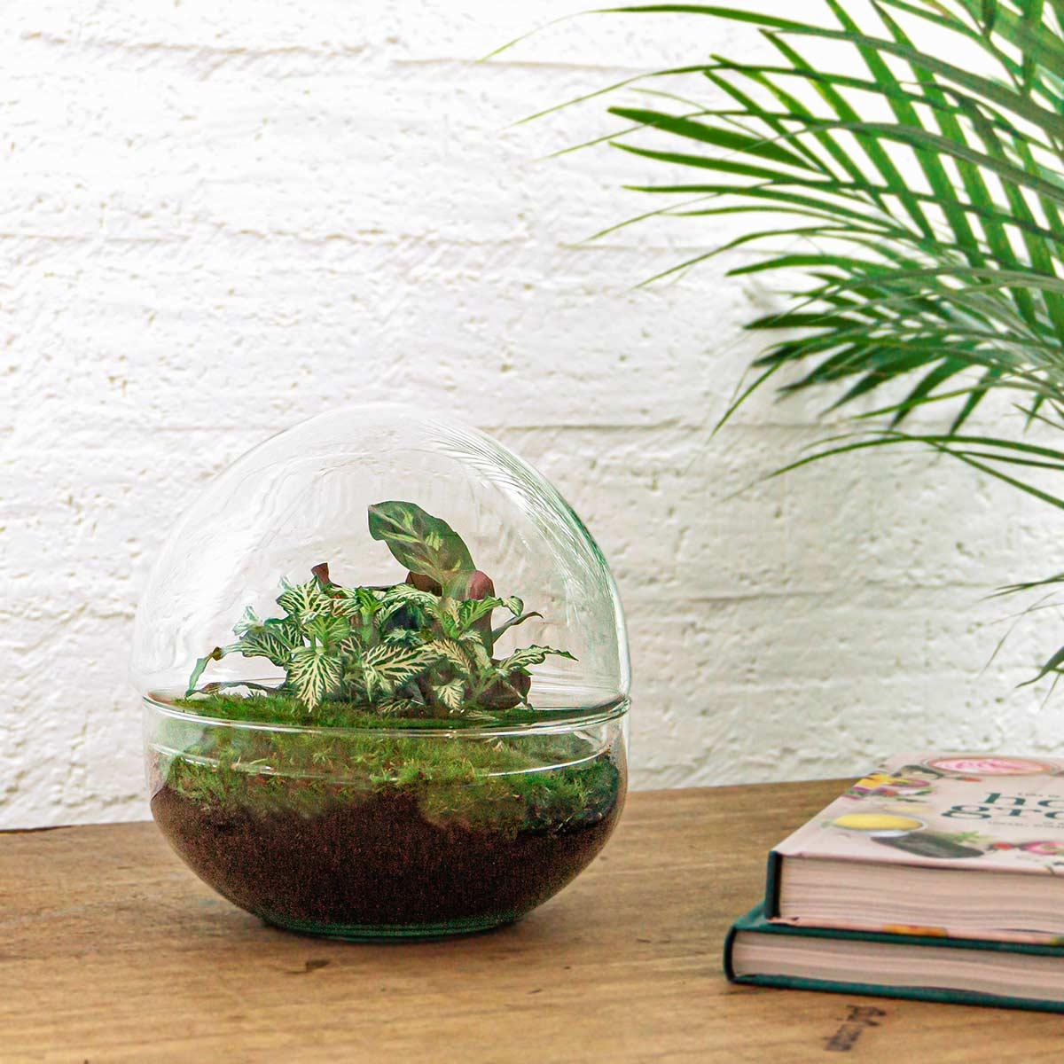 DIY Planten terrarium tweedelig bolglas - Dome - Ø 20 cm ↑ 20 cm - Rake + Shovel + Tweezer + Scissors