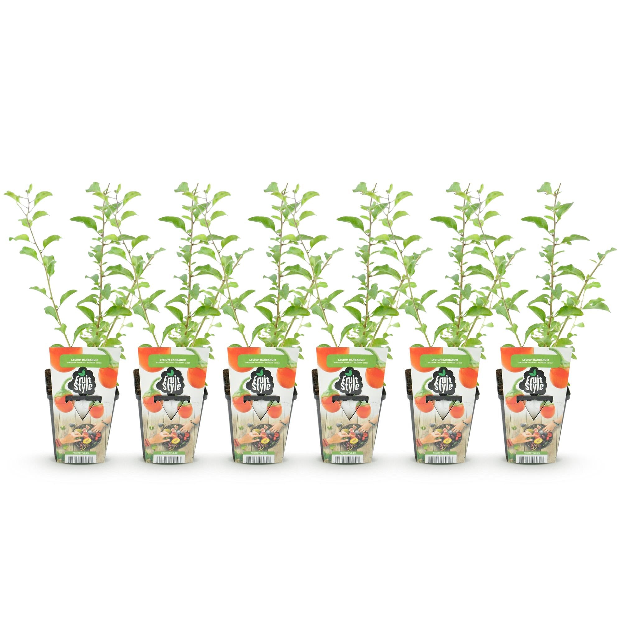 Green boutiQ - Fruitplanten - Goijbes - Lycium Barbarum - Winterhard - 6 Planten - Pot 9 cm - Oranje - Rode Vrucht