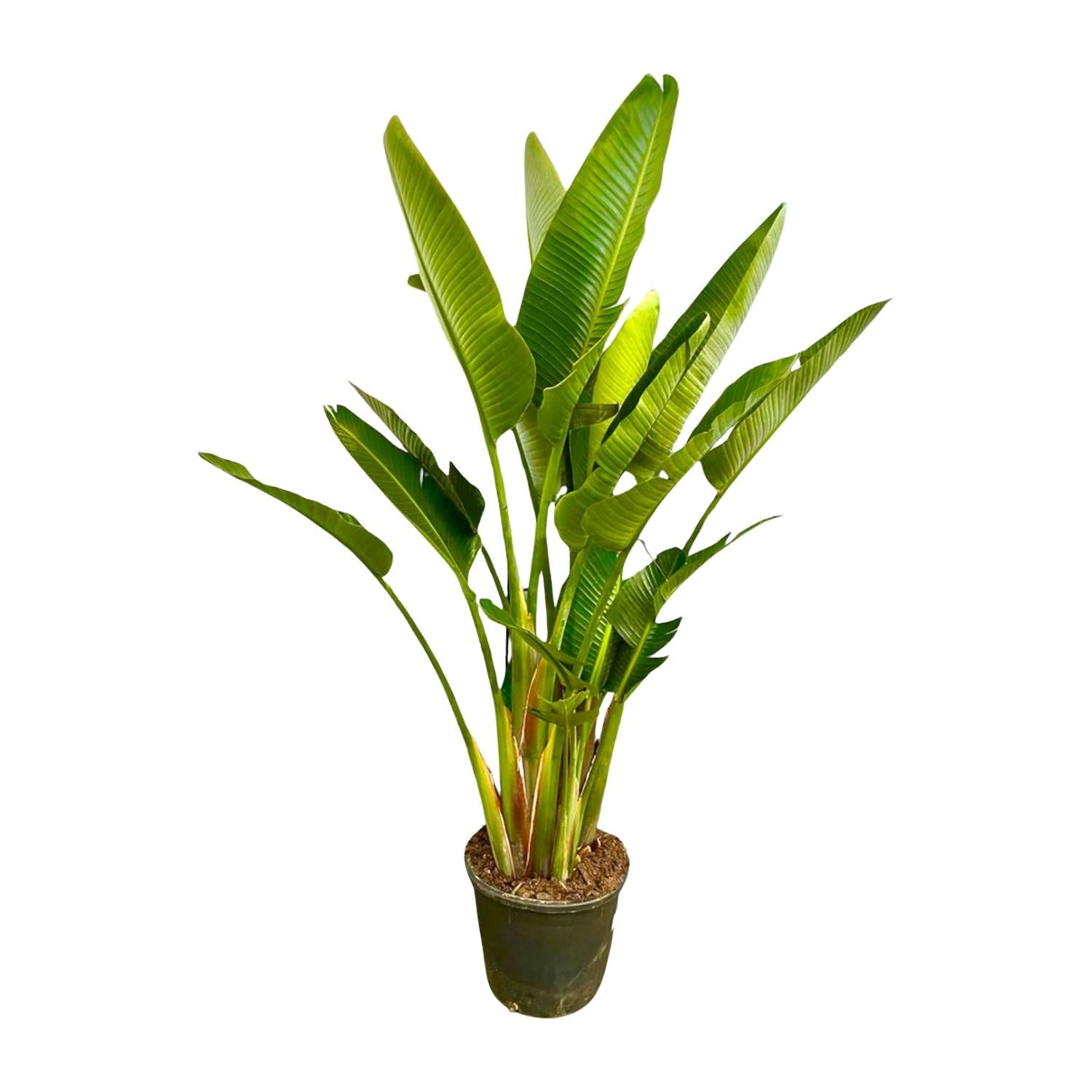 Strelitzia Augusta multi stam XXL - 225 cm - ø32