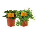 Peperomia Duo 1.0 - 2 stuks - Ø10,5cm - ↕15cm