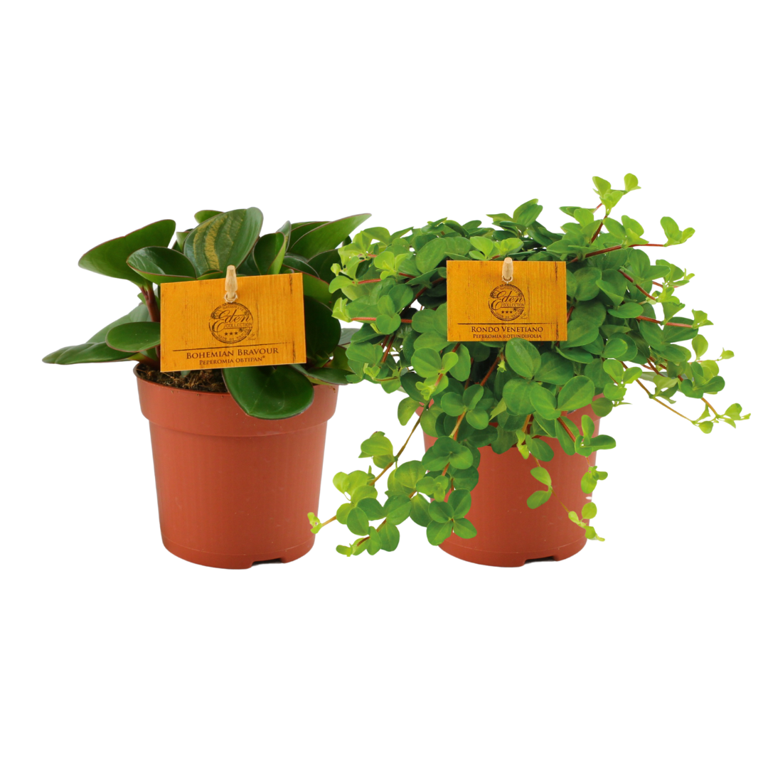 Peperomia Duo 1.0 - 2 stuks - Ø10,5cm - ↕15cm