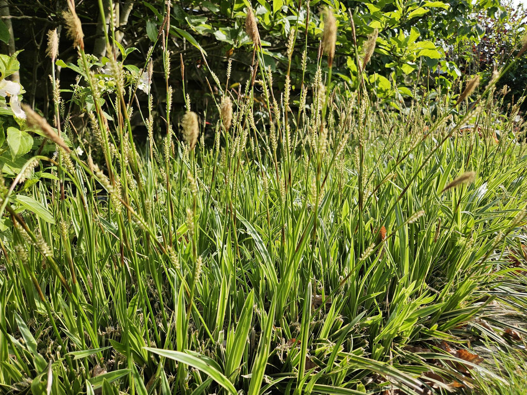 20x Carex morrowii 'Aureovariegata'  - ↕10-25cm - Ø9cm