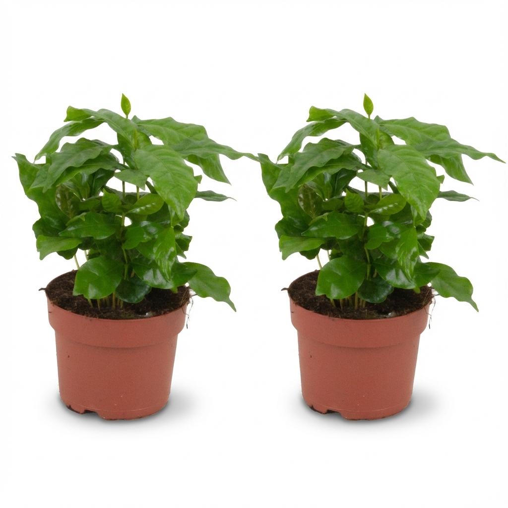 2x Coffea Arabica Koffieplant - Ø 12 cm - Hoogte: 25 cm