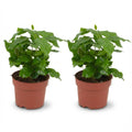 2x Coffea Arabica Koffieplant - Ø 12 cm - Hoogte: 25 cm
