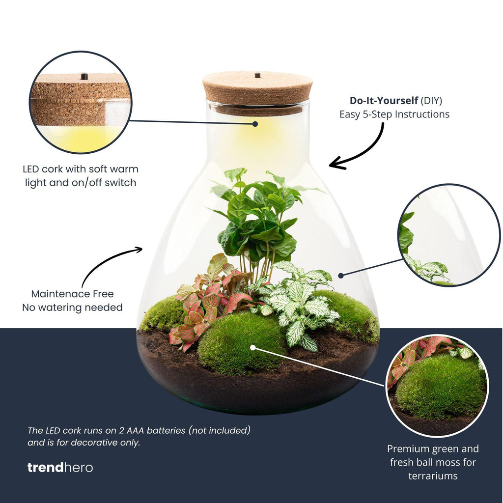 DIY Planten terrarium met licht - Sam Coffea - Ø 24,5 cm ↑ 30 cm - Normal
