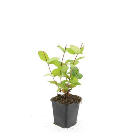 24x Hypericum inodorum 'Beauty' - ↕10-25cm - Ø9cm