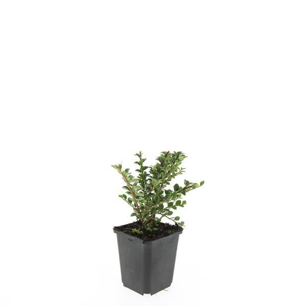 24x Cotoneaster horizontalis - ↕10-25cm - Ø9cm
