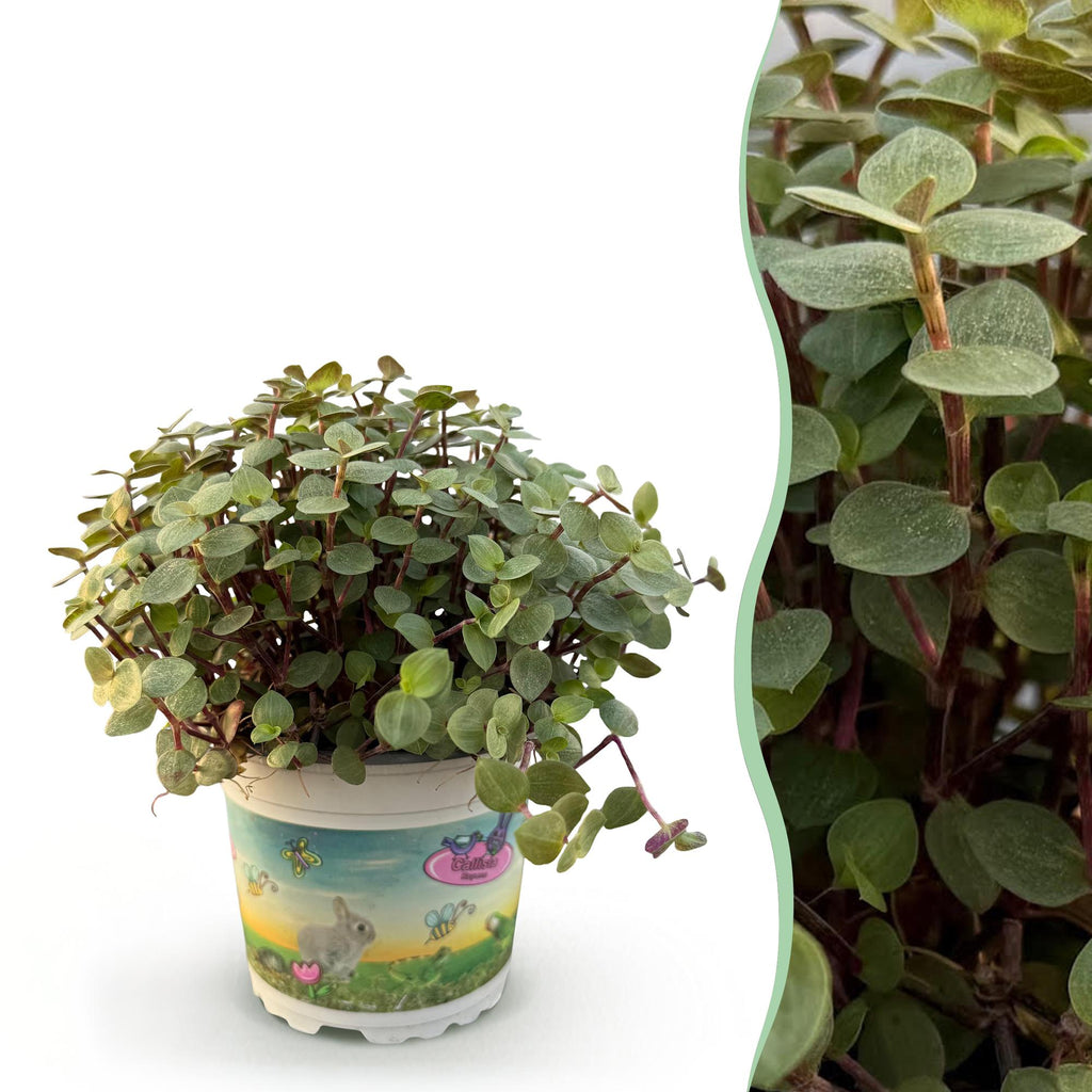 Green boutiQ - Kamerplant - Calissia repens - Schildpad plant - Huisdiervriendelijke Plant - Groen - 1 Plant - Pot 12cm - Hoogte 14cm