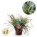 Green boutiQ - Siergrassen - Carex oshimensis Everest - Wit en Groen - 2 Planten - Bladhoudend - Weinig Onderhoud - Pot 17cm Hoogte 50cm