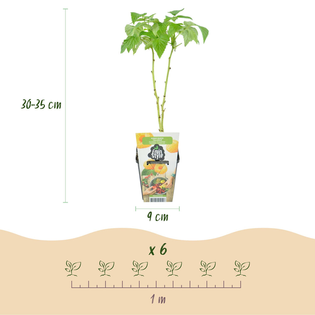 Green boutiQ - Fruitplanten - Framboos - Rubus idaeus Fallgold - Winterhard - 6 Planten - Pot 9 cm - Gele Framboos