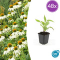 48x Echinacea p. 'White Swan' - ↕10-25cm - Ø9cm