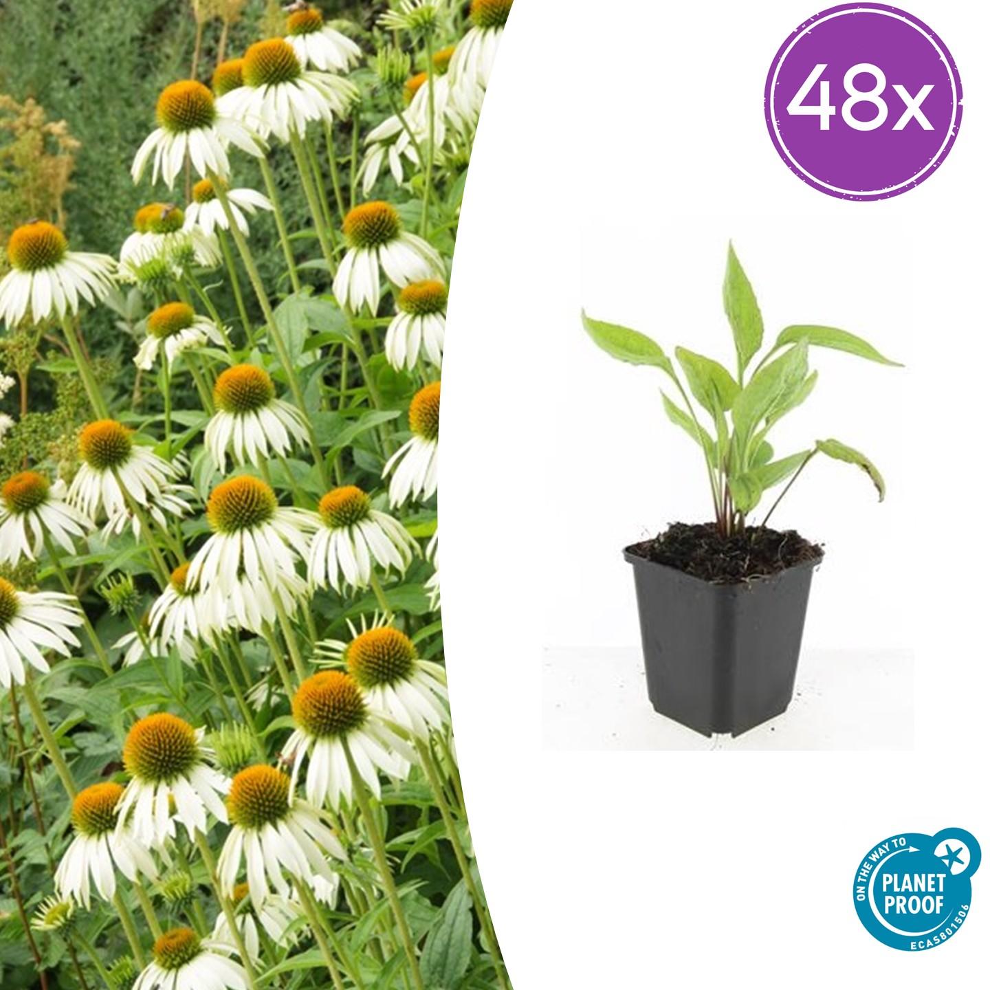 48x Echinacea p. 'White Swan' - ↕10-25cm - Ø9cm