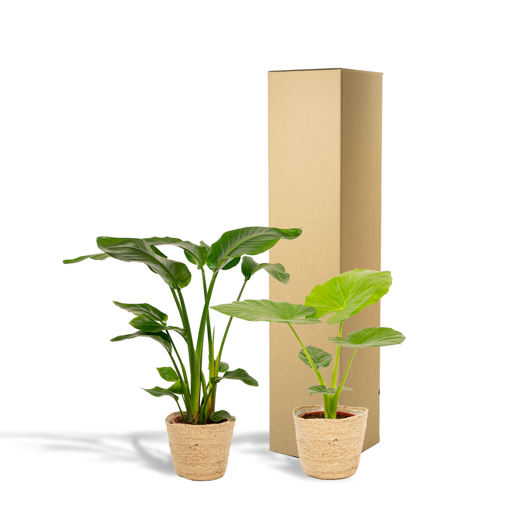 Strelitzia Nicolai - Ø19cm - ↕85cm + Alocasia Macrorrhiza - Ø19cm - ↕70cm + Mand Selin