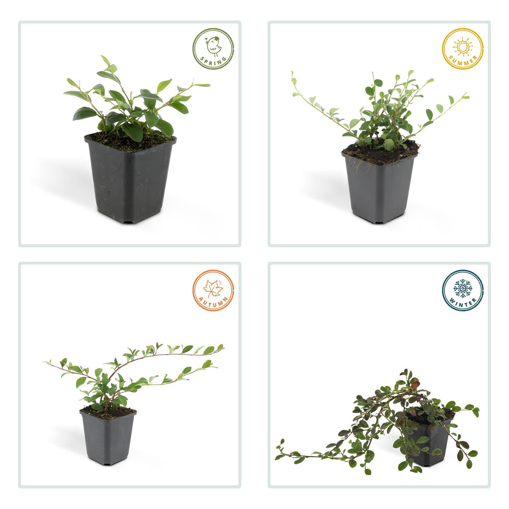 24x Cotoneaster dammeri - ↕10-25cm - Ø9cm