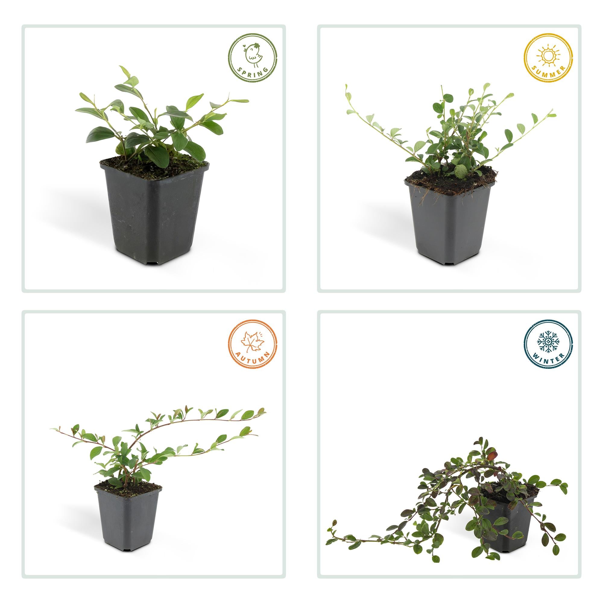 24x Cotoneaster dammeri - ↕10-25cm - Ø9cm