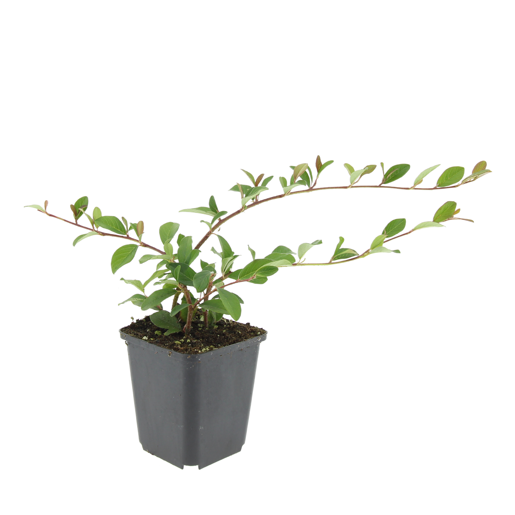 48x Cotoneaster dammeri - ↕10-25cm - Ø9cm