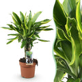 Green BoutiQ - Green is... Kamerplanten - Dracaena fragrans Golden Coast - Drakenbloedboom - Weinig onderhoud - Groen - 1 Plant - Pot 17cm - Hoogte 50-55cm