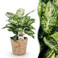 Green BoutiQ - Green is... Kamerplanten - Diefenbachia Compacta - Dieffenbachia - Weinig onderhoud - met mand - Groen - 1 Plant - Pot 17cm - Hoogte 45-50cm