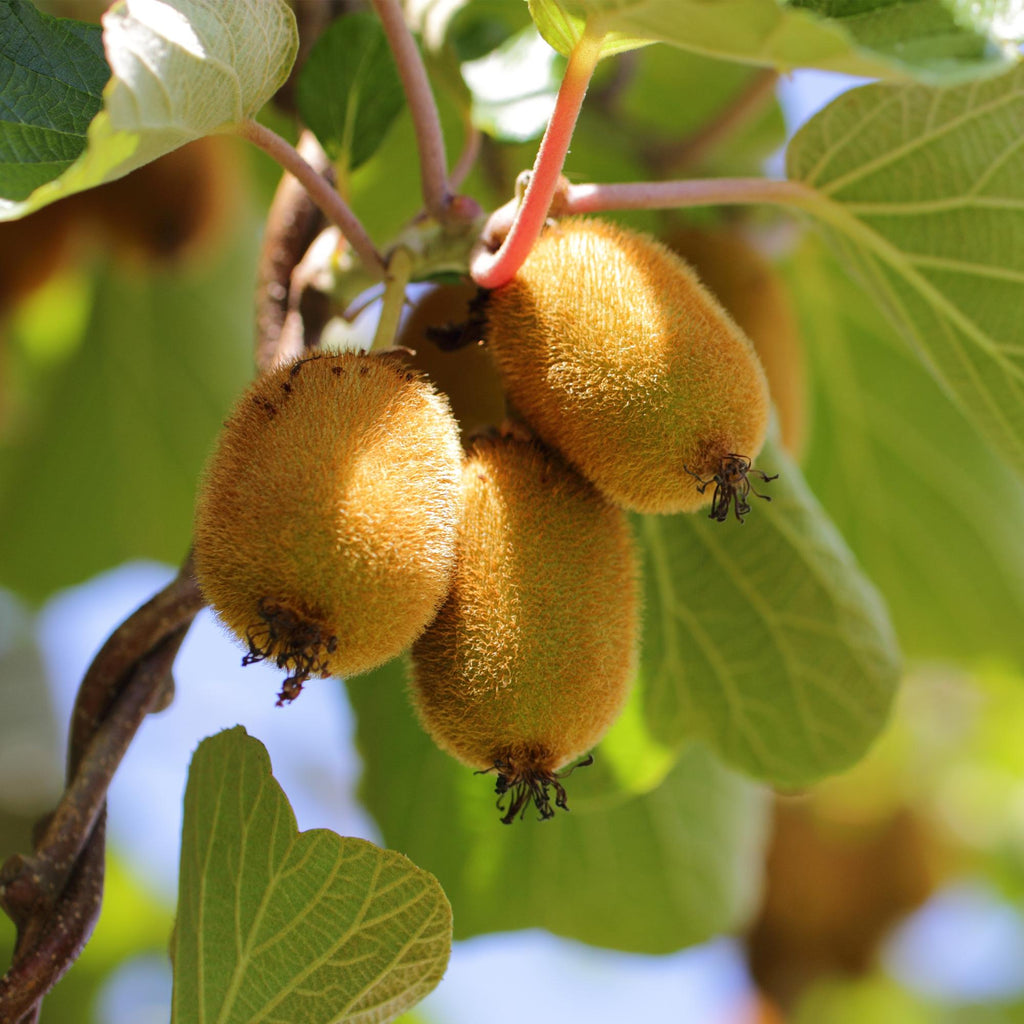 Green boutiQ - Fruitplant - Gele Kiwi - Actinidia deliciosa Golden Kiwi - Gele Vrucht - 2 planten - Pot 15cm Hoogte 50cm