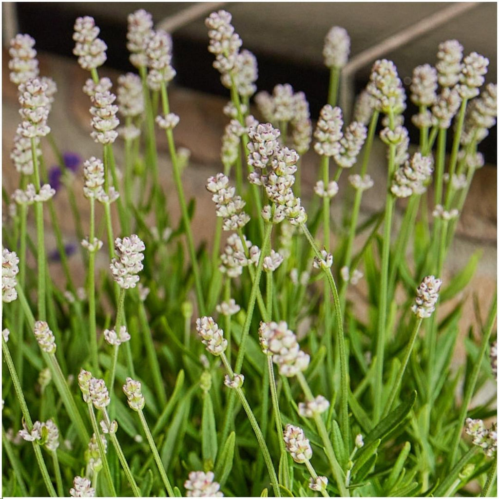 2 x 6 pack Lavendel angustifolia white - 12 x Ø7 cm - ↕15 cm