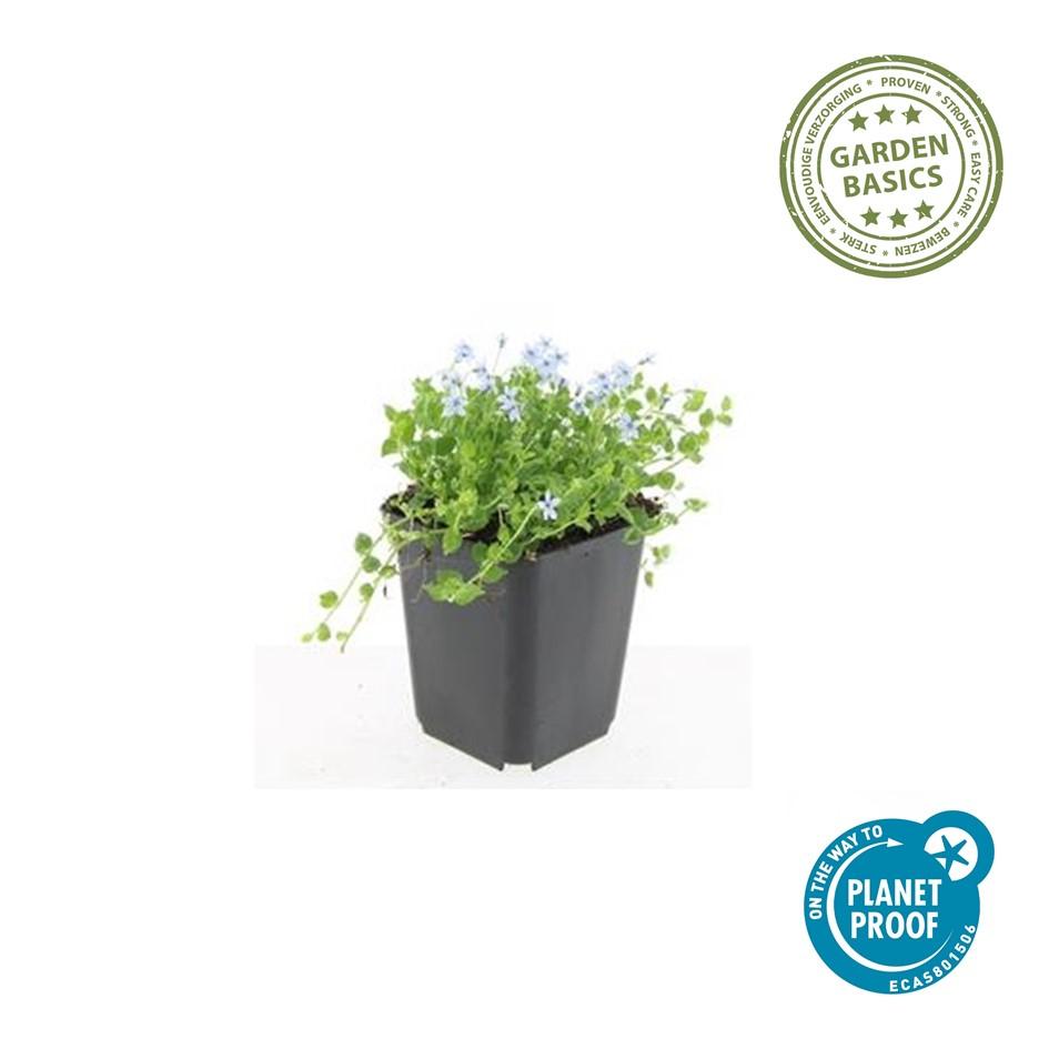 40x Isotoma fluviatilis 'Alba'- ↕10-25cm - Ø9cm