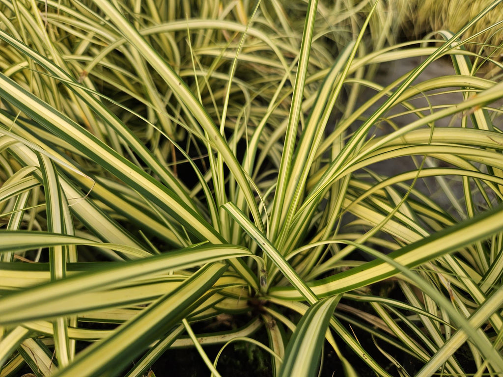 24x Carex oshim. 'Evergold'  - ↕10-25cm - Ø9cm