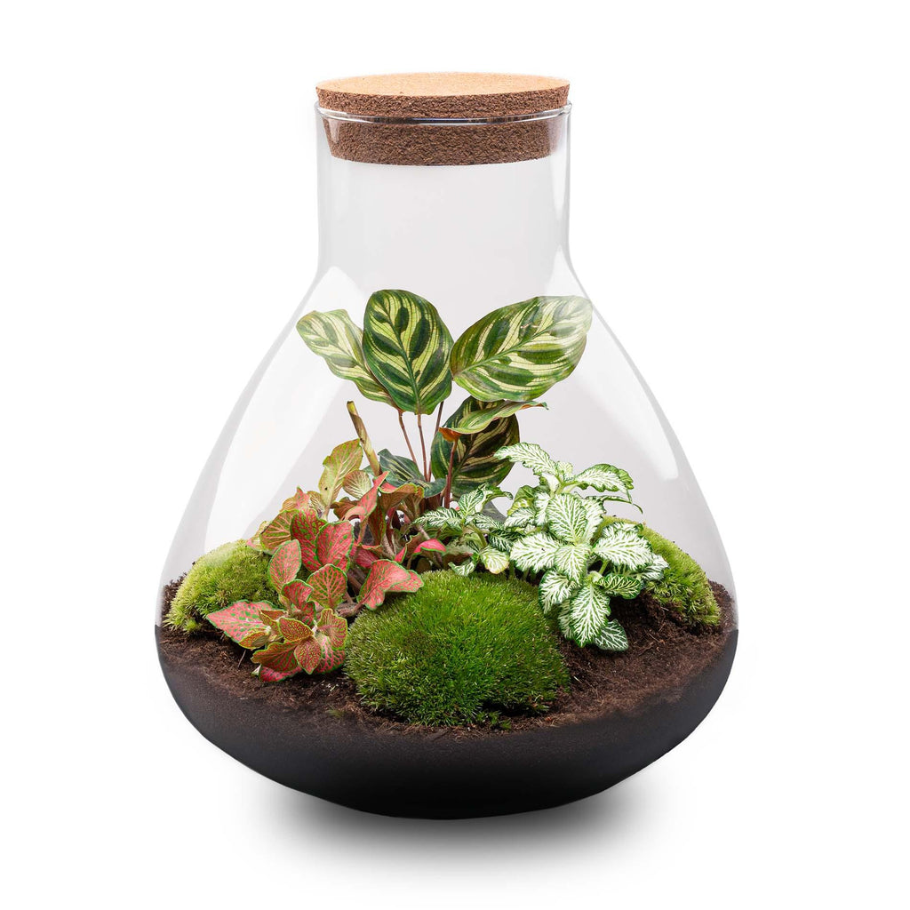 DIY Planten terrarium met licht - Sam XL Red - Ø 30 cm ↑ 32 cm - No tools
