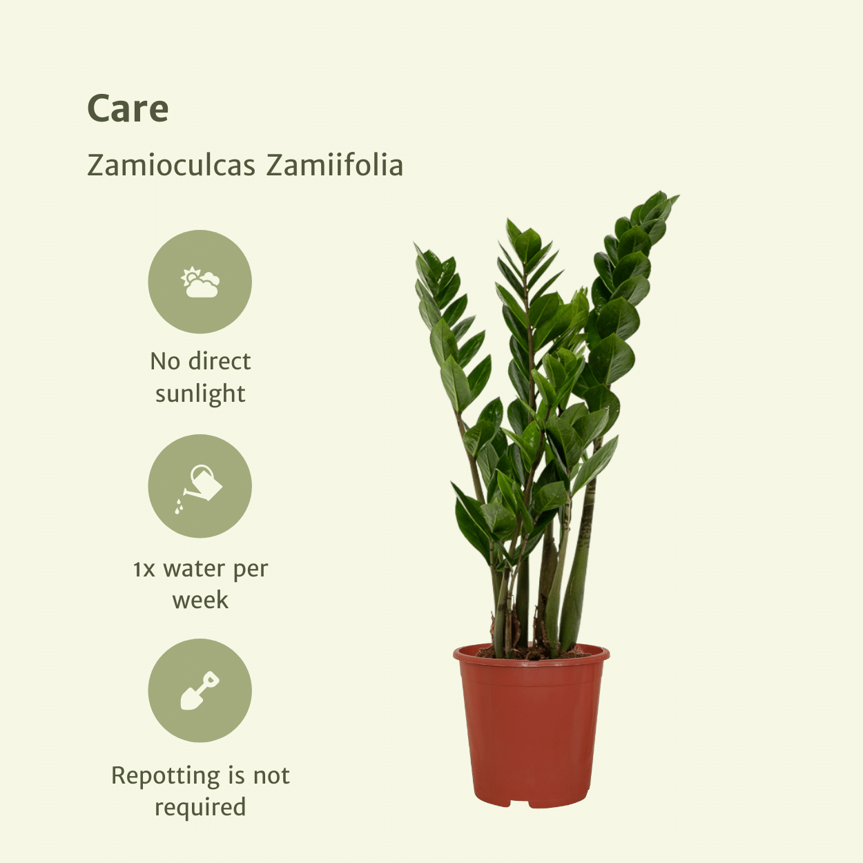 2x Zamioculcas Zamiifolia - Emerald palm - 50cm - ø14