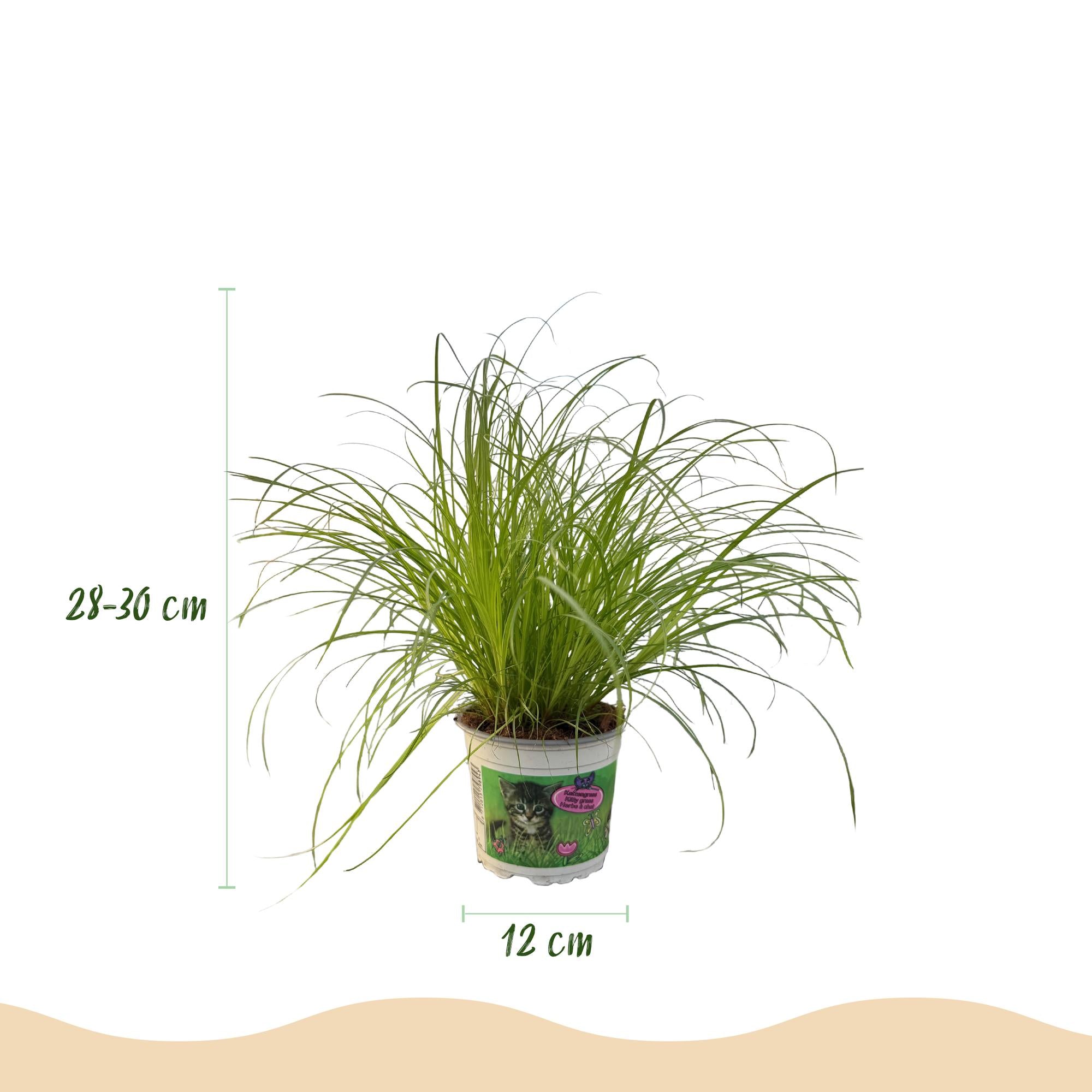 Green boutiQ - Kamerplant - Cyperus alternifolius Zumula - Kattengras - Huisdiervriendelijk - Groen - 2 Planten - Pot 12cm - Hoogte 28-30cm