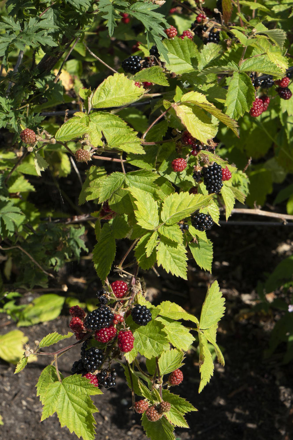 Rubus fruticosus 'Black Satin' - Doornloze Braam - Ø13cm - ↕45cm