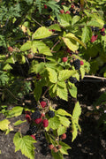 Rubus fruticosus 'Black Satin' - Doornloze Braam - Ø13cm - ↕45cm