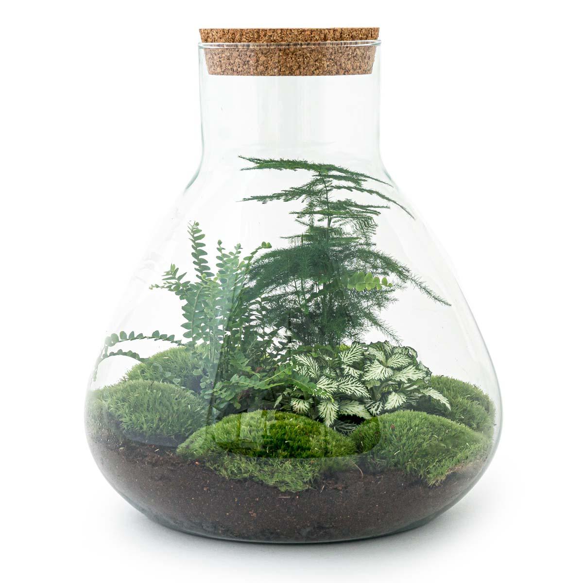DIY Planten terrarium met licht - Sam XL Green - Ø 30 cm ↑ 32 cm - Rake + Shovel