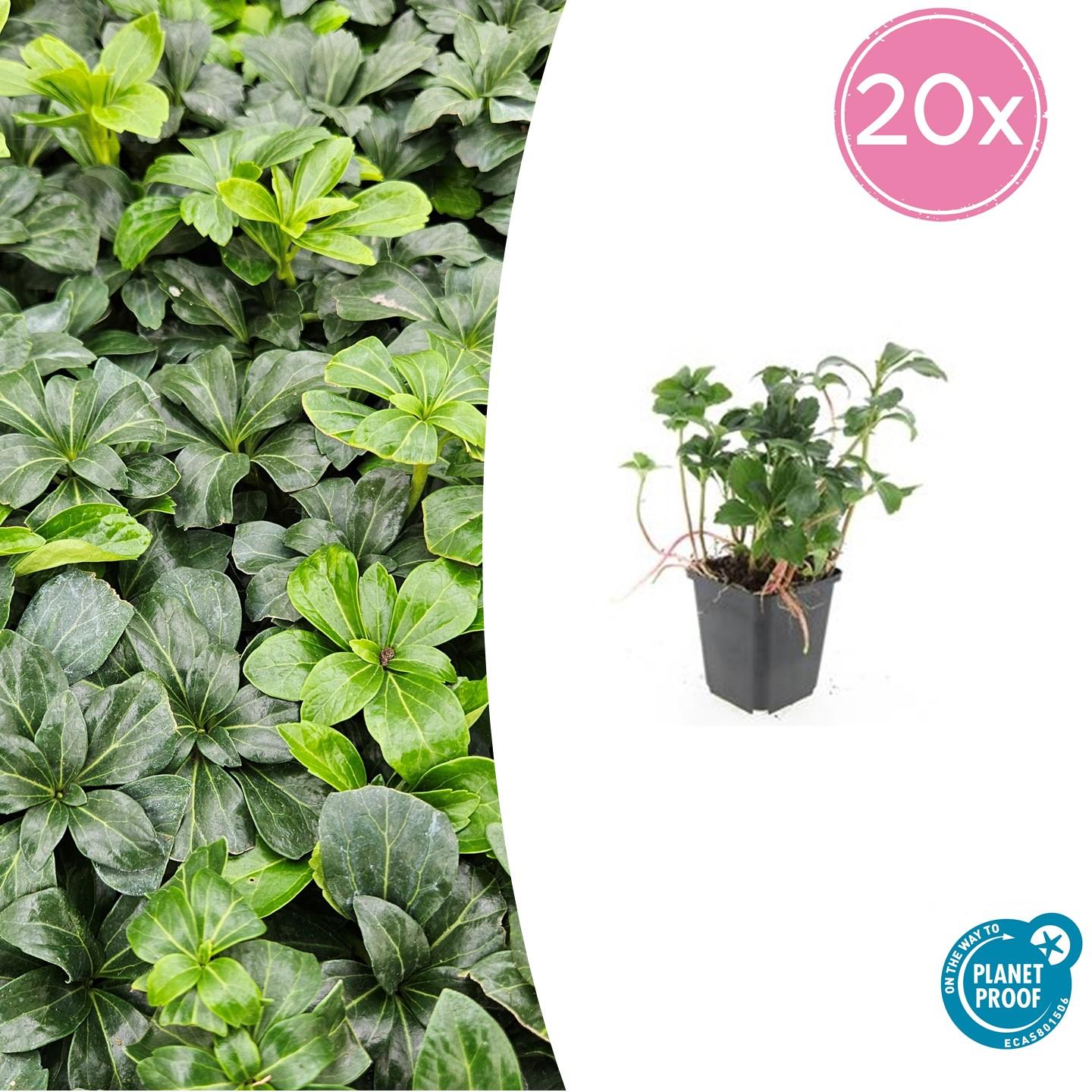 20x Pachysandra term. 'Green Sheen' - ↕10-25cm - Ø9cm
