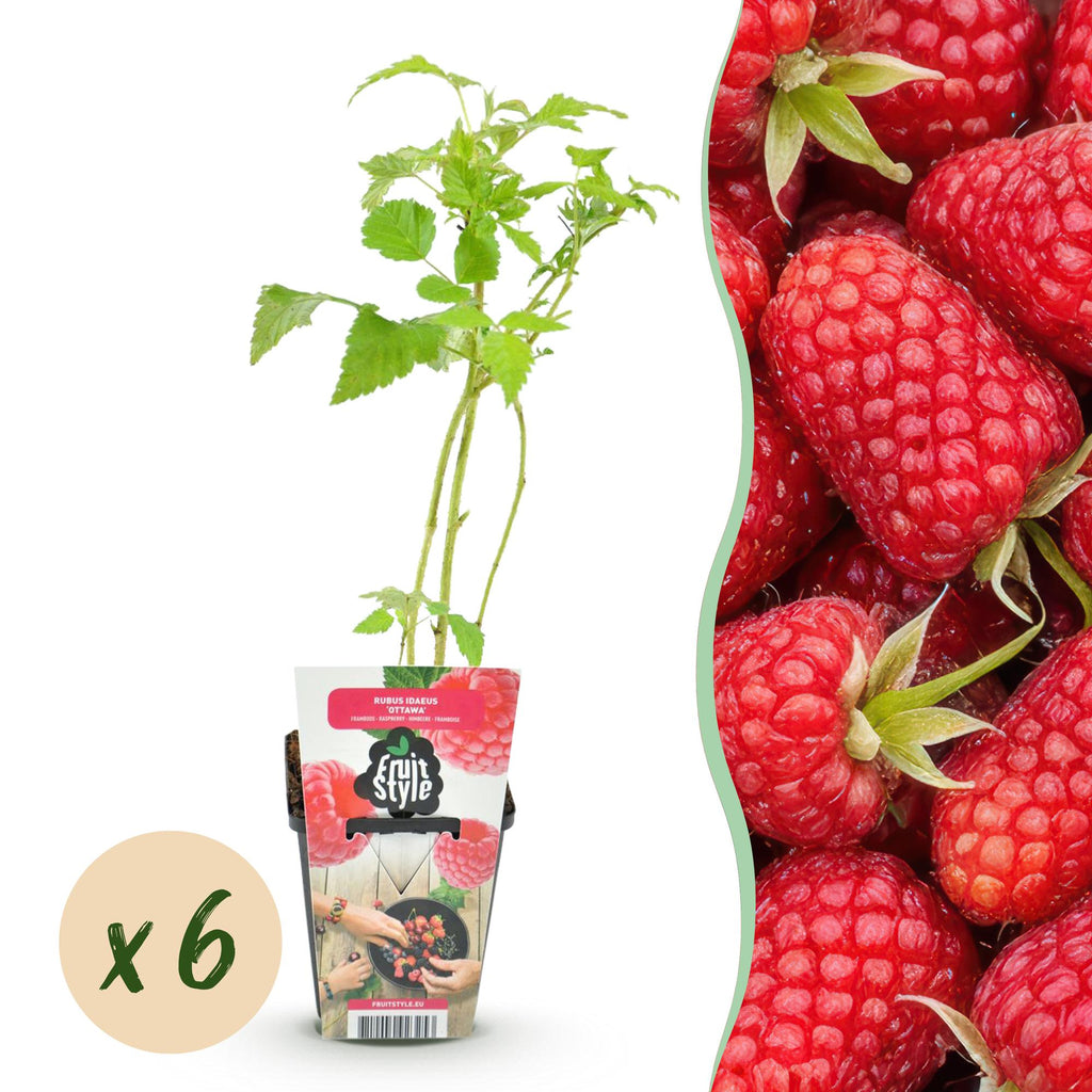 Green boutiQ - Fruitplanten - Framboos - Rubus idaeus Heritage - Winterhard - 6 Planten - Pot 9 cm - Rode Framboos