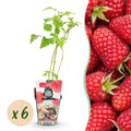 Green boutiQ - Fruitplanten - Framboos - Rubus idaeus Heritage - Winterhard - 6 Planten - Pot 9 cm - Rode Framboos
