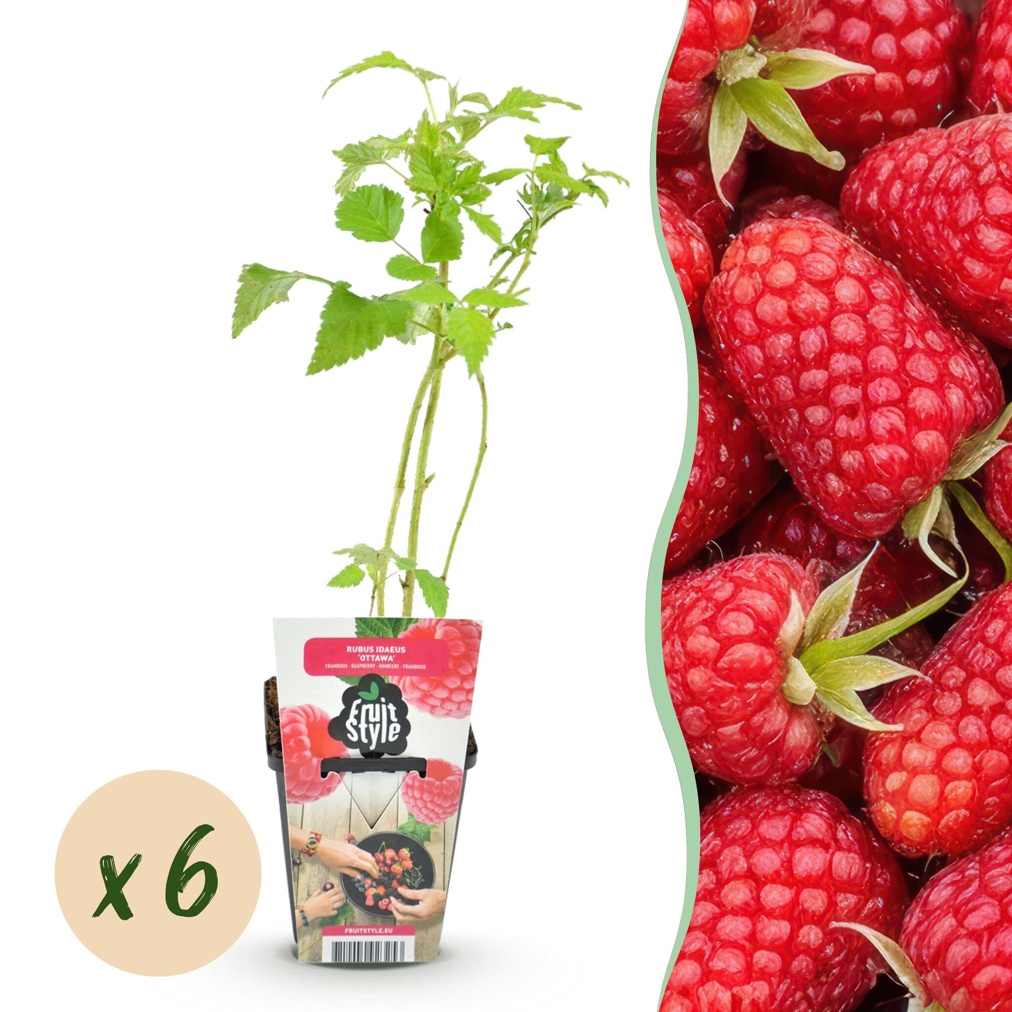 Green boutiQ - Fruitplanten - Framboos - Rubus idaeus Heritage - Winterhard - 6 Planten - Pot 9 cm - Rode Framboos