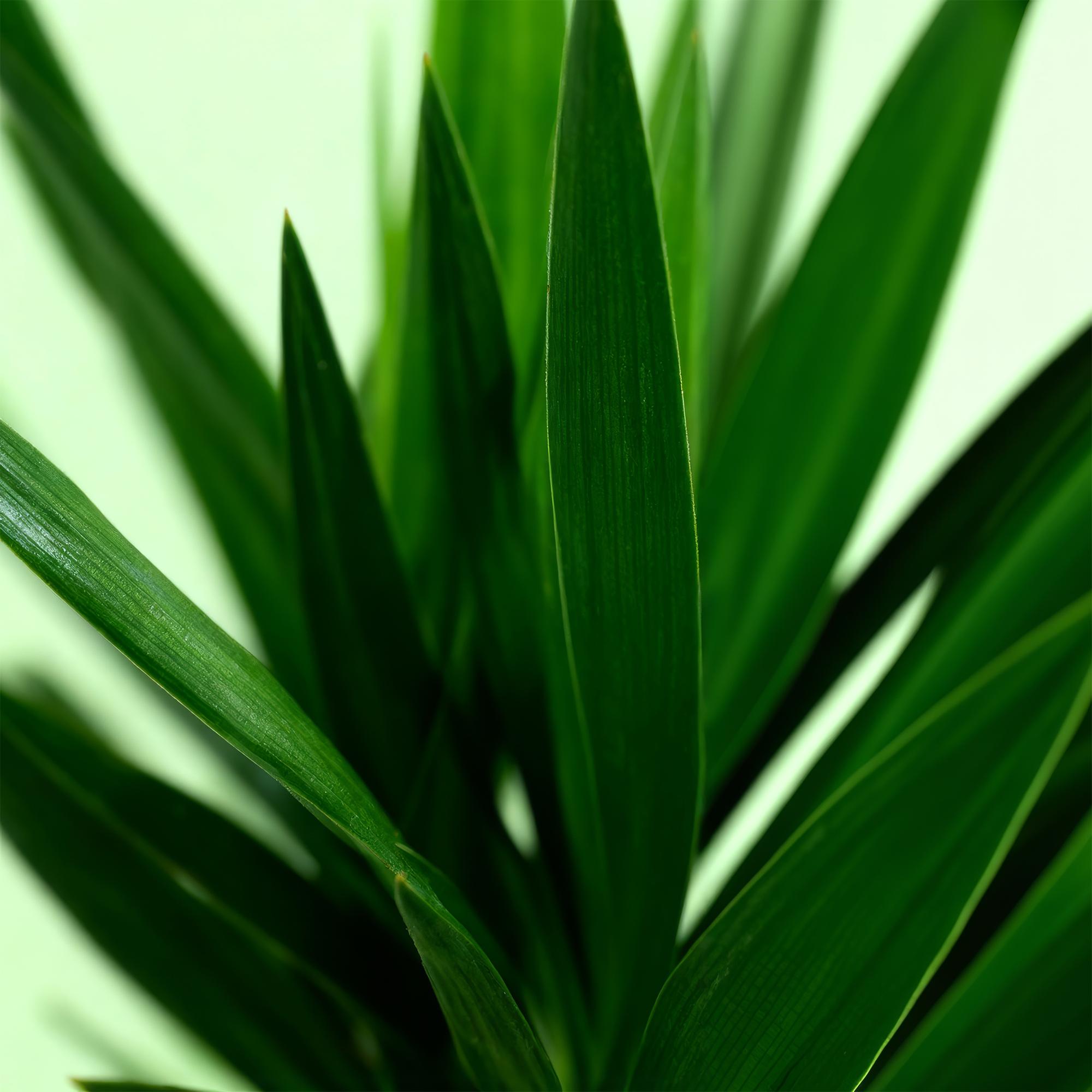 Green boutiQ - Kamerplant - Yucca elephantipes - Yucca - Weinig onderhoud - Groen - 1 - Pot 19cm - Hoogte 120cm