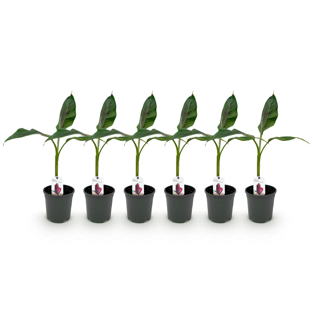 Green boutiQ - Fruitplant - Bananen plant - Musa sikkemensis Red Tiger - Winterhard - 6 planten - Pot 17cm Hoogte 40cm