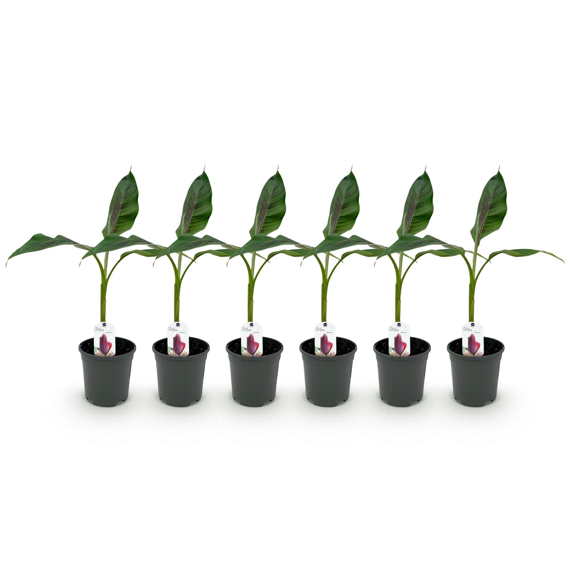 Green boutiQ - Fruitplant - Bananen plant - Musa sikkemensis Red Tiger - Winterhard - 6 planten - Pot 17cm Hoogte 40cm
