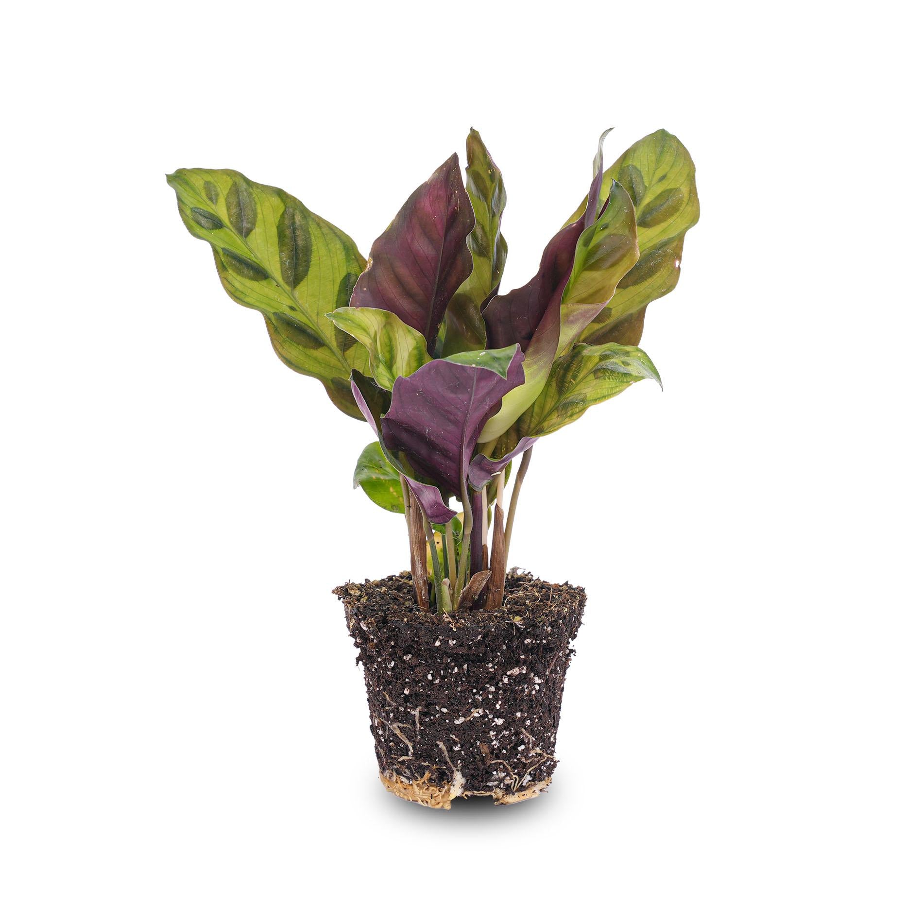 Calathea Lancifolia - Pauwenplant - Terrarium plant - Potmaat 6