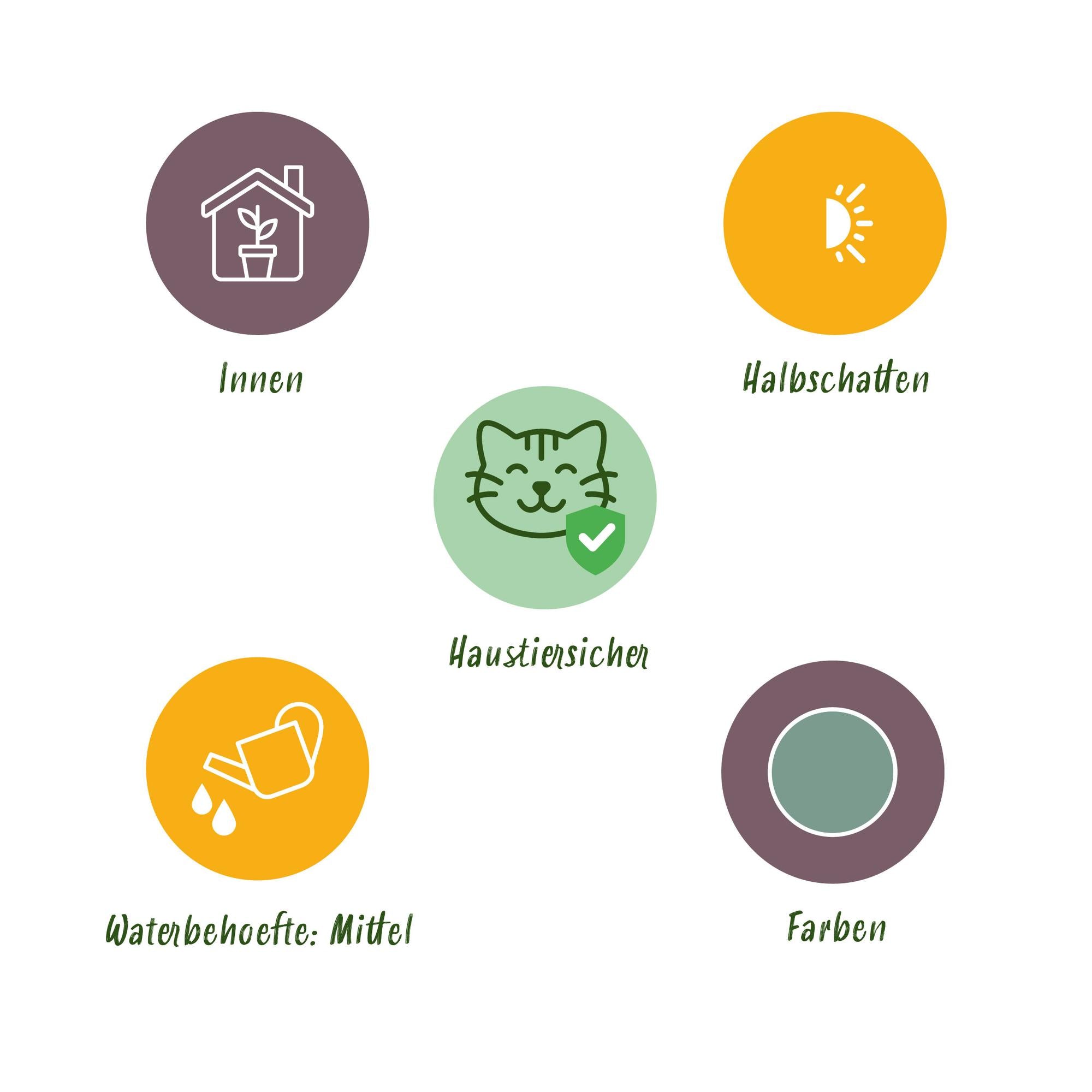 Green boutiQ - Kamerplant - Phlebodium aureum Blue Star - Blauwe Varen - Huisdiervriendelijk - Blauw - 4 Planten - Pot 12cm - Hoogte 25-30cm