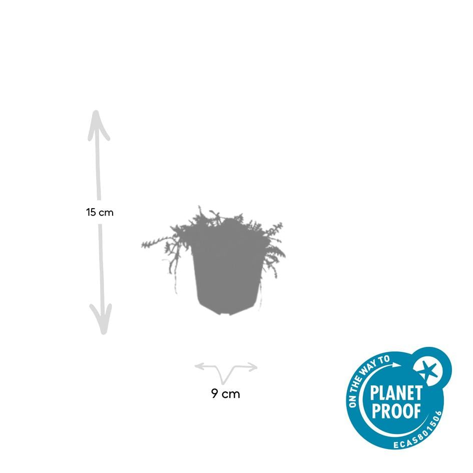 20x Leptinella squalida - ↕10-25cm - Ø9cm
