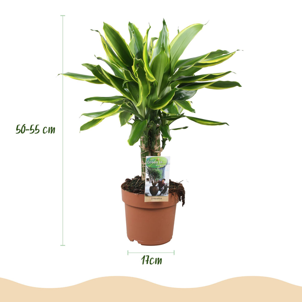 Green BoutiQ - Green is... Kamerplanten - Dracaena fragrans Golden Coast - Drakenbloedboom - Weinig onderhoud - Groen - 2 Planten - Pot 17cm - Hoogte 50-55cm