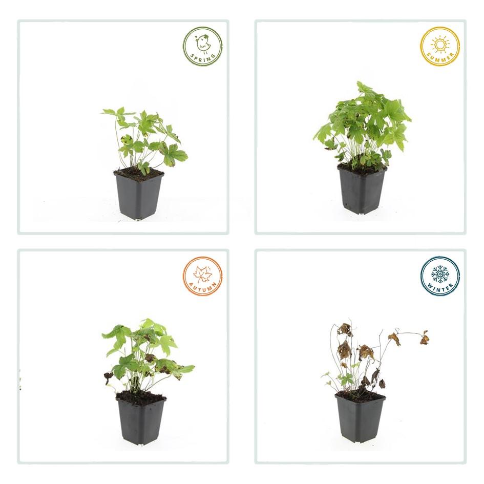 12x Geranium nodosum - ↕10-25cm - Ø9cm