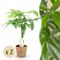 Green BoutiQ - Green is... Kamerplanten - Pachira Aquatica gevlochten stam - Geldboom - Weinig onderhoud - met mand - Groen - 2 Planten - Pot 17cm - Hoogte 60-70cm
