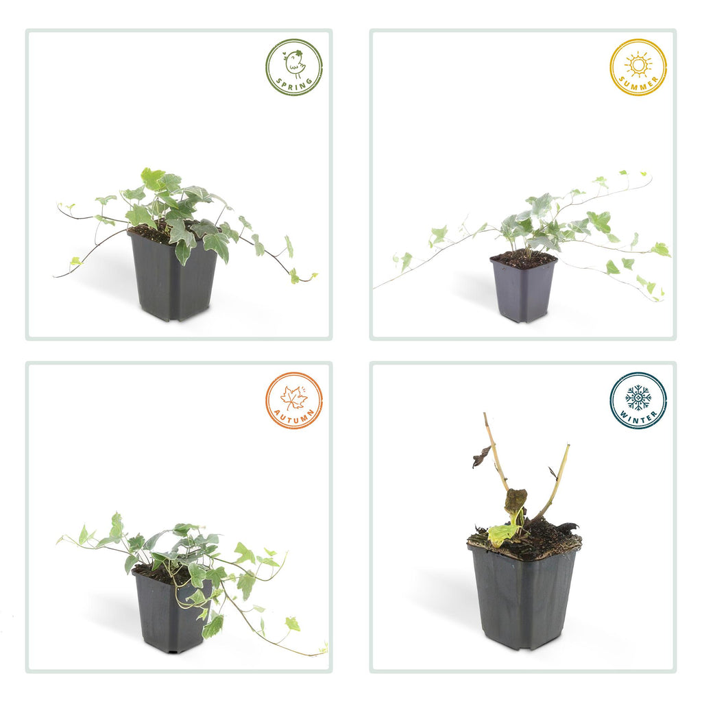 24x Hedera helix 'Glacier' - ↕10-25cm - Ø9cm