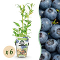 Green boutiQ - Fruitplanten - Blauwe Bes - Vaccinium corymbossum Northland - Winterhard - 6 Planten - Pot 9 cm - Blauwe Bes