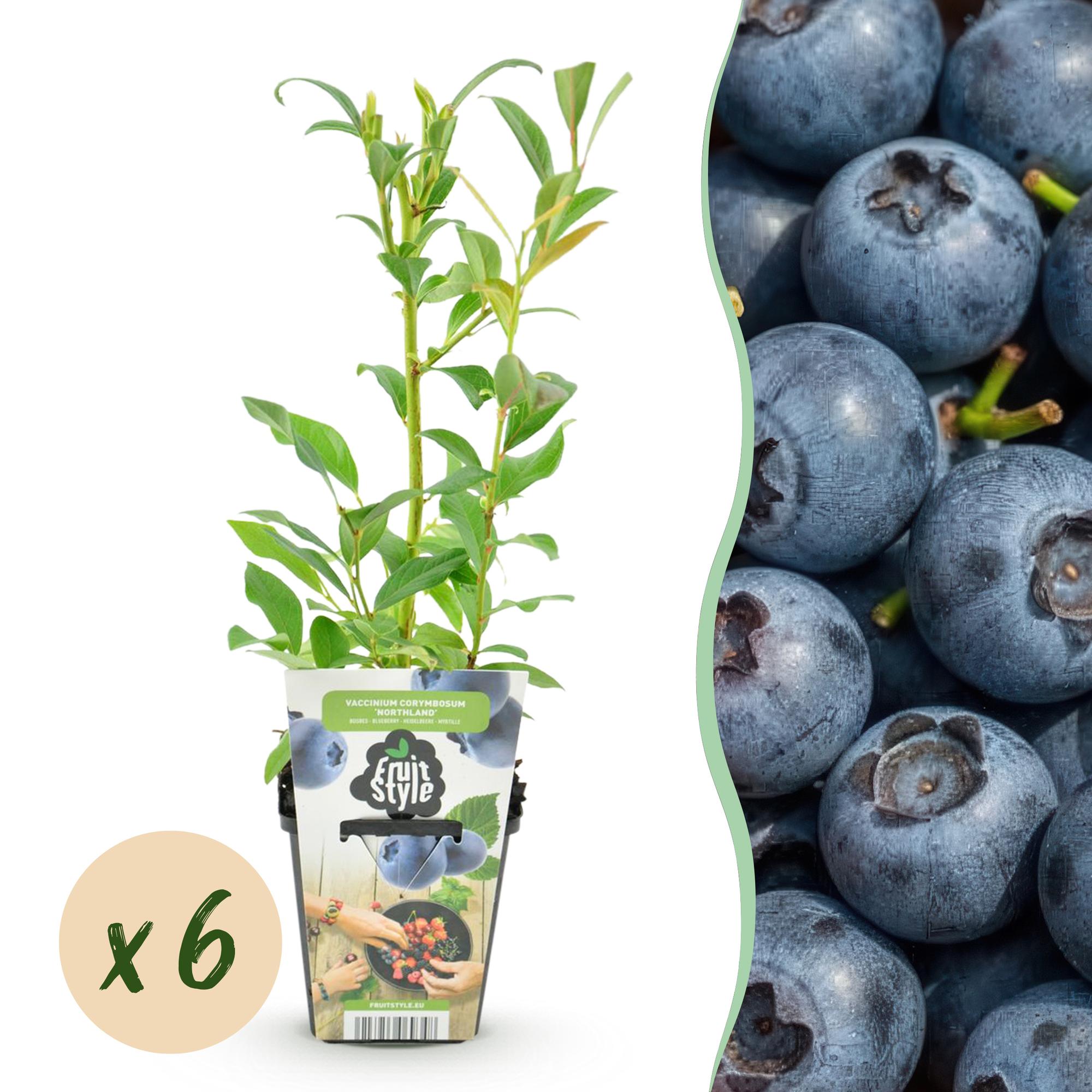 Green boutiQ - Fruitplanten - Blauwe Bes - Vaccinium corymbossum Northland - Winterhard - 6 Planten - Pot 9 cm - Blauwe Bes